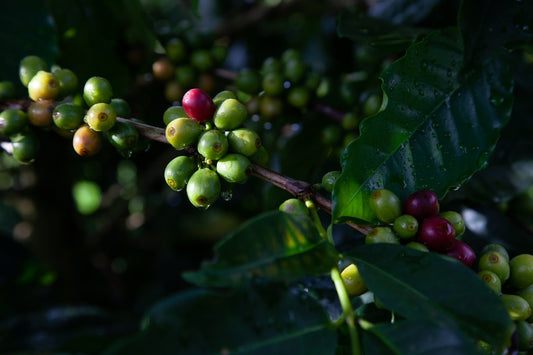 Coffee cherries growing on a branch at a coffee farm