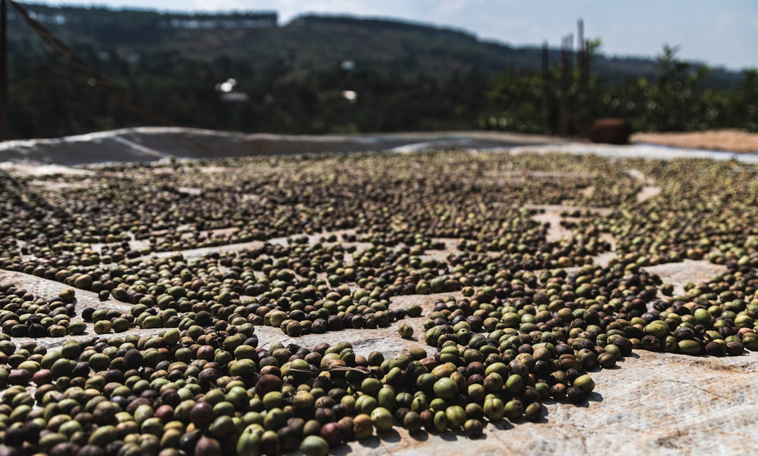 Green coffee beans drying in the sun on raised beds after being washed and processed