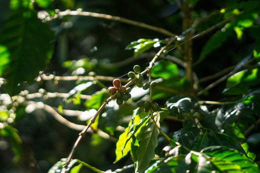Coffee cherries growing on a branch at a coffee farm, showing the origin of specialty coffee beans